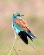 Birds of Extremadura, Spain - European Roller © John Muddeman